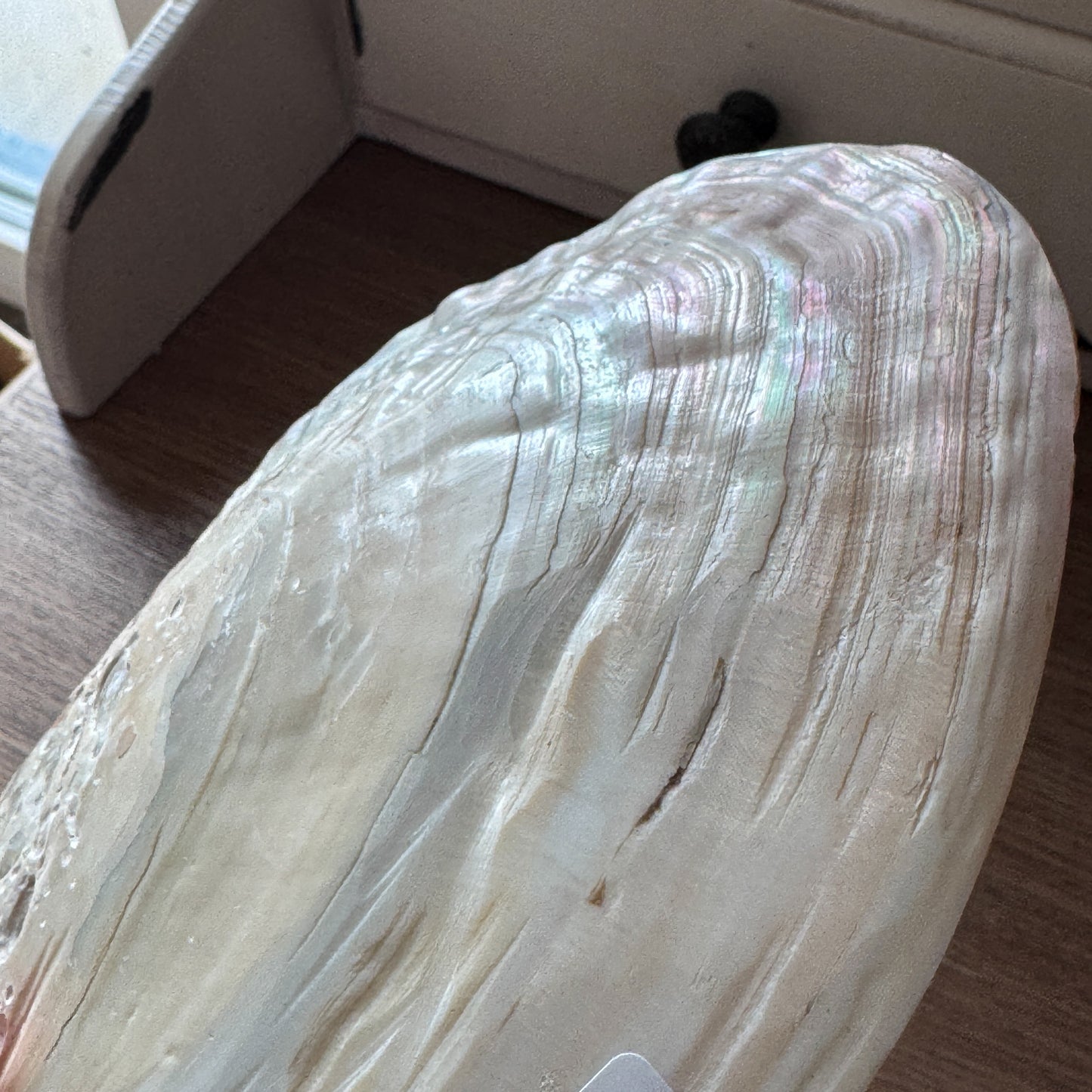 Natürliche Muschel-Schale
